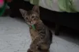 Gatinhos filhotes