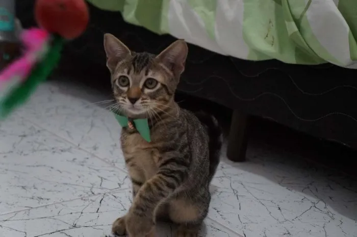 Gato ra a SRD-ViraLata idade 2 a 6 meses nome Gatinhos filhotes