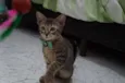 Gatinhos filhotes