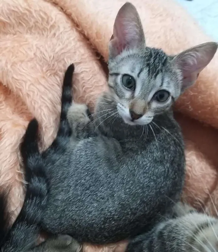 Gato ra a SRD-ViraLata idade 2 a 6 meses nome Gatinhos filhotes