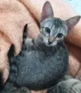 Gatinhos filhotes