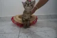Gatinhos filhotes