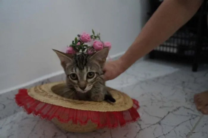Gato ra a SRD-ViraLata idade 2 a 6 meses nome Gatinhos filhotes