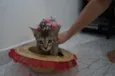 Gatinhos filhotes
