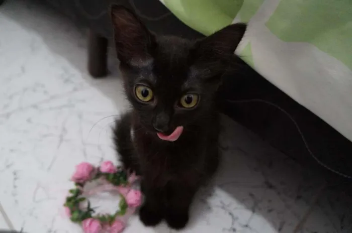 Gato ra a SRD-ViraLata idade 2 a 6 meses nome Gatinhos filhotes