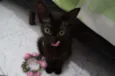 Gatinhos filhotes