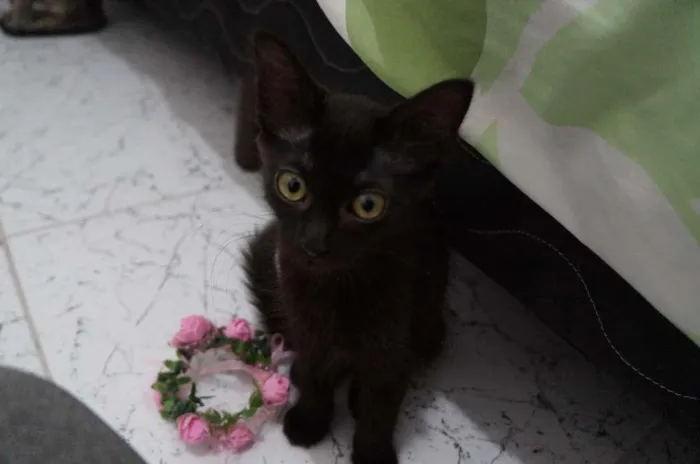 Gato ra a SRD-ViraLata idade 2 a 6 meses nome Gatinhos filhotes