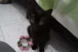 Gatinhos filhotes