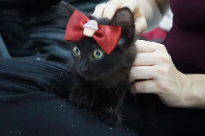 Gato ra a SRD-ViraLata idade 2 a 6 meses nome Gatinhos filhotes