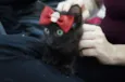 Gatinhos filhotes