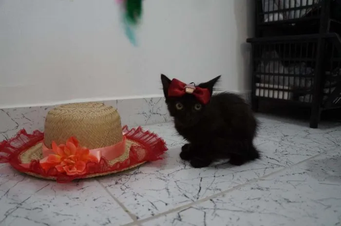 Gato ra a SRD-ViraLata idade 2 a 6 meses nome Gatinhos filhotes