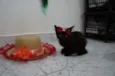 Gatinhos filhotes
