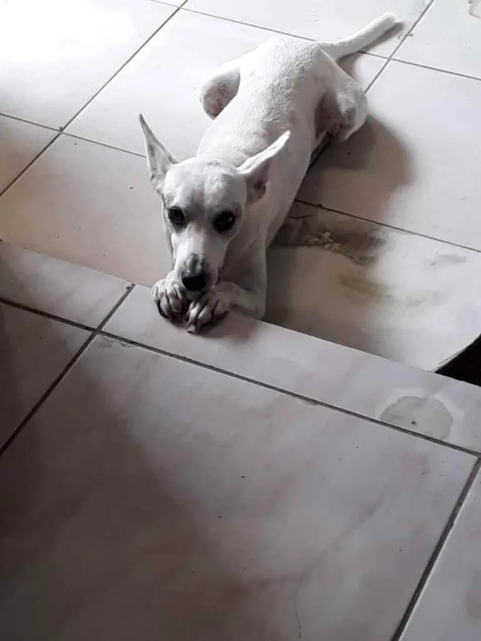 Cachorro ra a SALSICHA e VIRA LATA idade 6 ou mais anos nome PEPITO E MARTA
