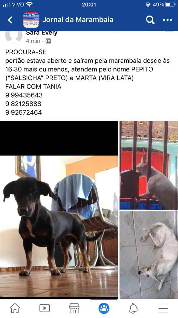 Cachorro ra a SALSICHA e VIRA LATA idade 6 ou mais anos nome PEPITO E MARTA