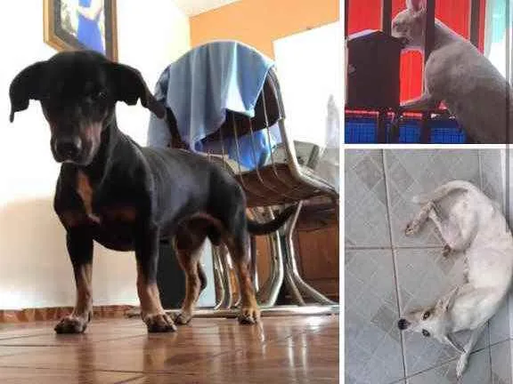 Cachorro ra a SALSICHA e VIRA LATA idade 6 ou mais anos nome PEPITO E MARTA