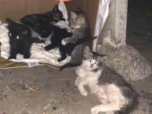 Gato raça Vira lata idade 2 a 6 meses nome 4 gatinhos