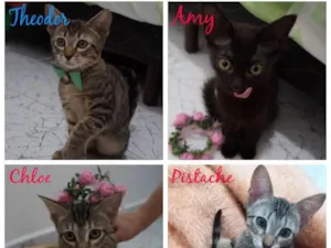 Gato raça SRD-ViraLata idade 2 a 6 meses nome Gatinhos filhotes