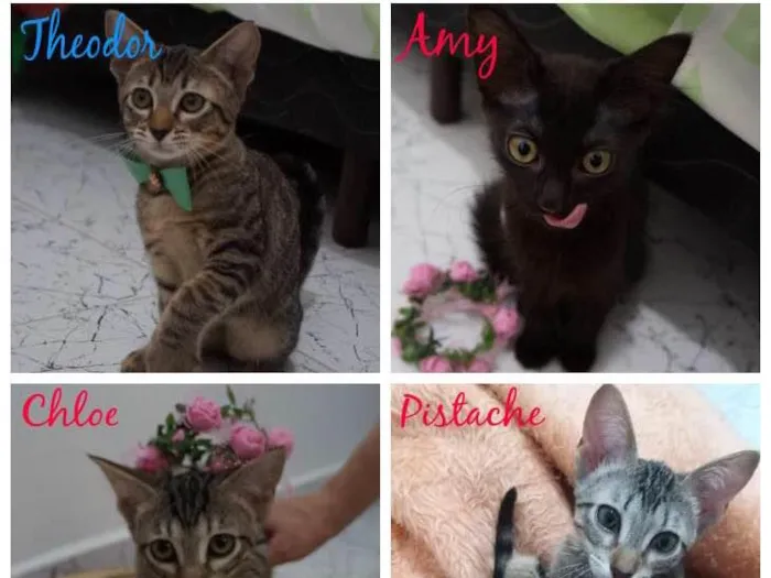 Gato ra a SRD-ViraLata idade 2 a 6 meses nome Gatinhos filhotes