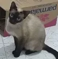 Cleo