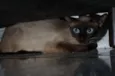 Cleo