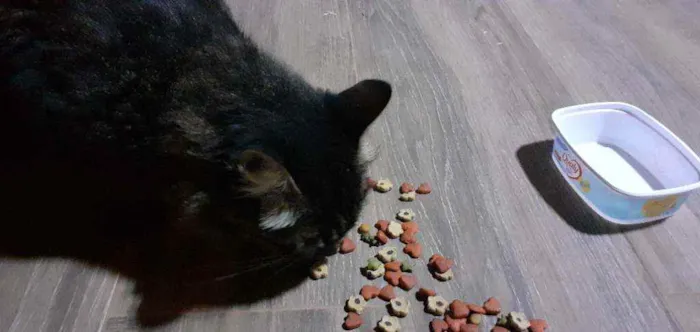Gato raça SD idade 3 anos nome Mel