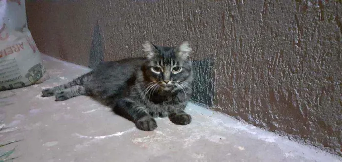Gato raça SD idade 3 anos nome Mel