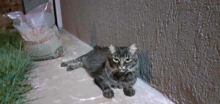Gato raça SD idade 3 anos nome Mel
