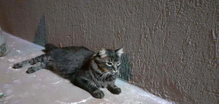Gato raça SD idade 3 anos nome Mel