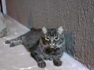 Gato raça SD idade 3 anos nome Mel