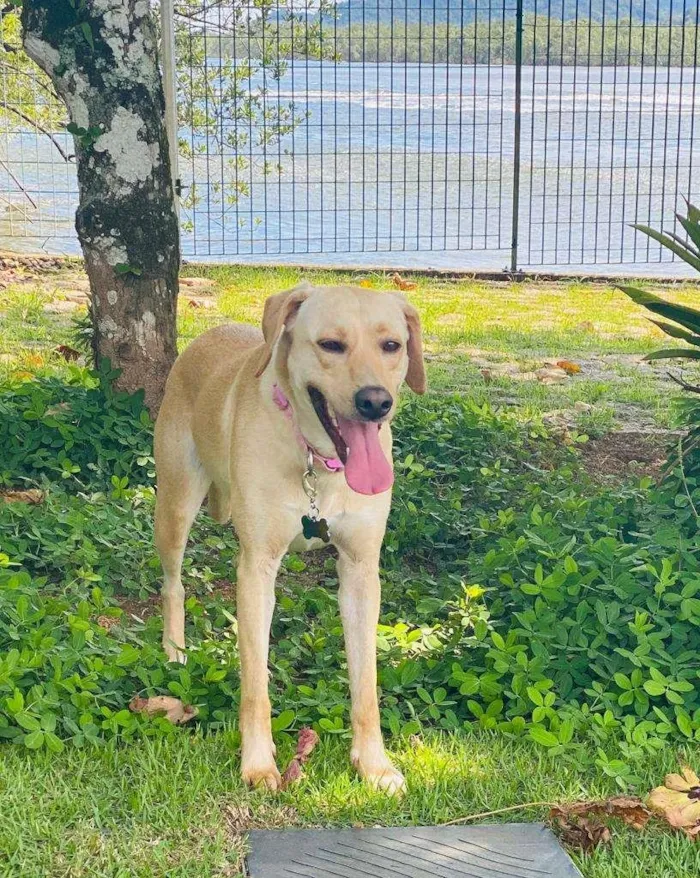 Cachorro ra a SRD, mix labrador idade 2 anos nome Bonnie