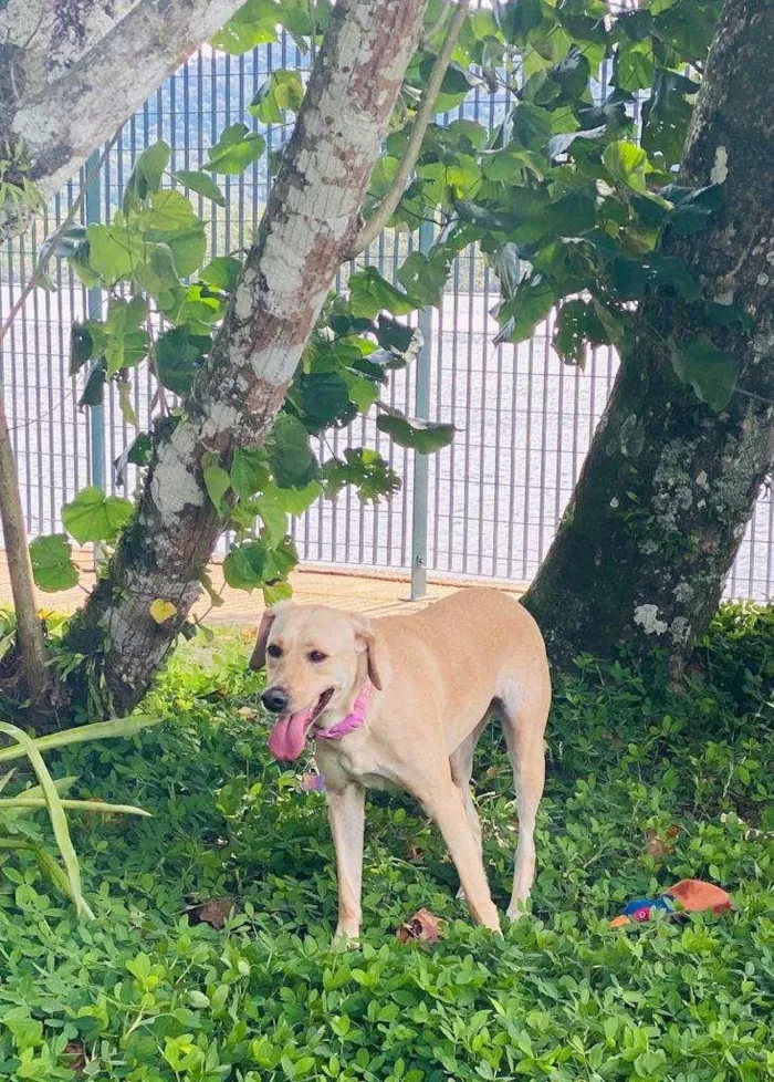 Cachorro ra a SRD, mix labrador idade 2 anos nome Bonnie