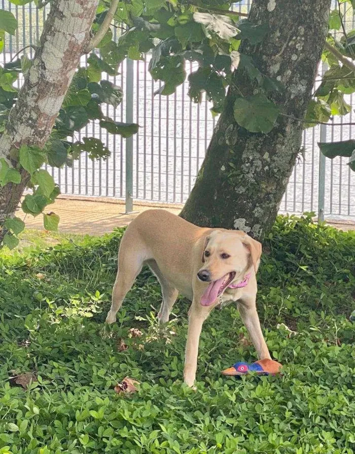 Cachorro ra a SRD, mix labrador idade 2 anos nome Bonnie