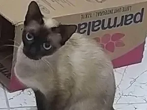 Gato raça SRD-ViraLata idade 7 a 11 meses nome Cleo