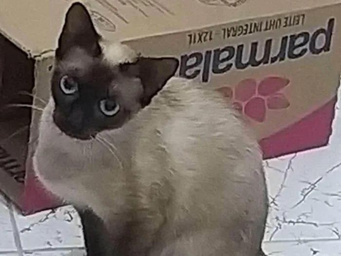 Gato ra a SRD-ViraLata idade 7 a 11 meses nome Cleo