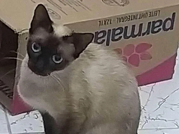 Gato ra a SRD-ViraLata idade 7 a 11 meses nome Cleo