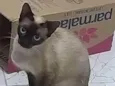 Cleo