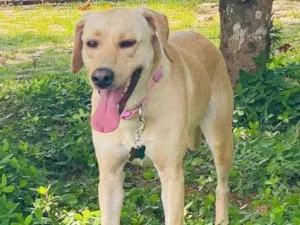 Cachorro raça SRD, mix labrador idade 2 anos nome Bonnie