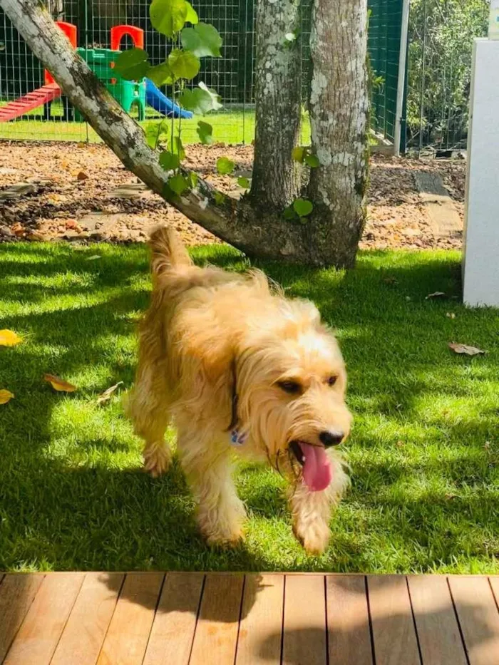 Cachorro ra a SRD-ViraLata idade 2 anos nome Bolt