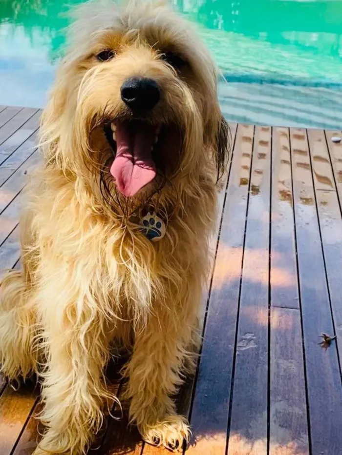 Cachorro ra a SRD-ViraLata idade 2 anos nome Bolt