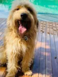 Bolt