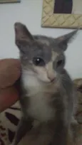 Shitara
