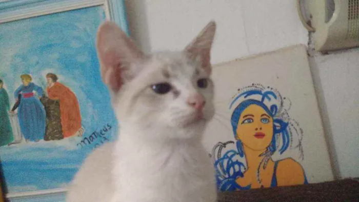 Gato ra a Siames idade 2 a 6 meses nome Plinio