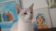 Plinio
