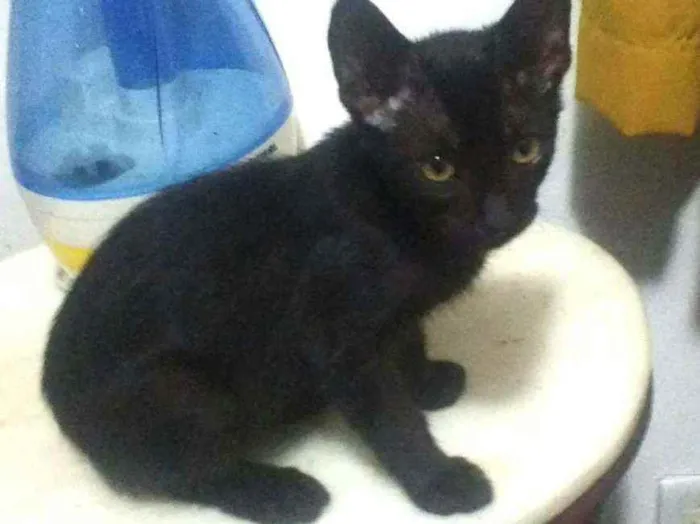 Gato ra a SRD idade 2 a 6 meses nome Baraki