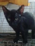 Baraki