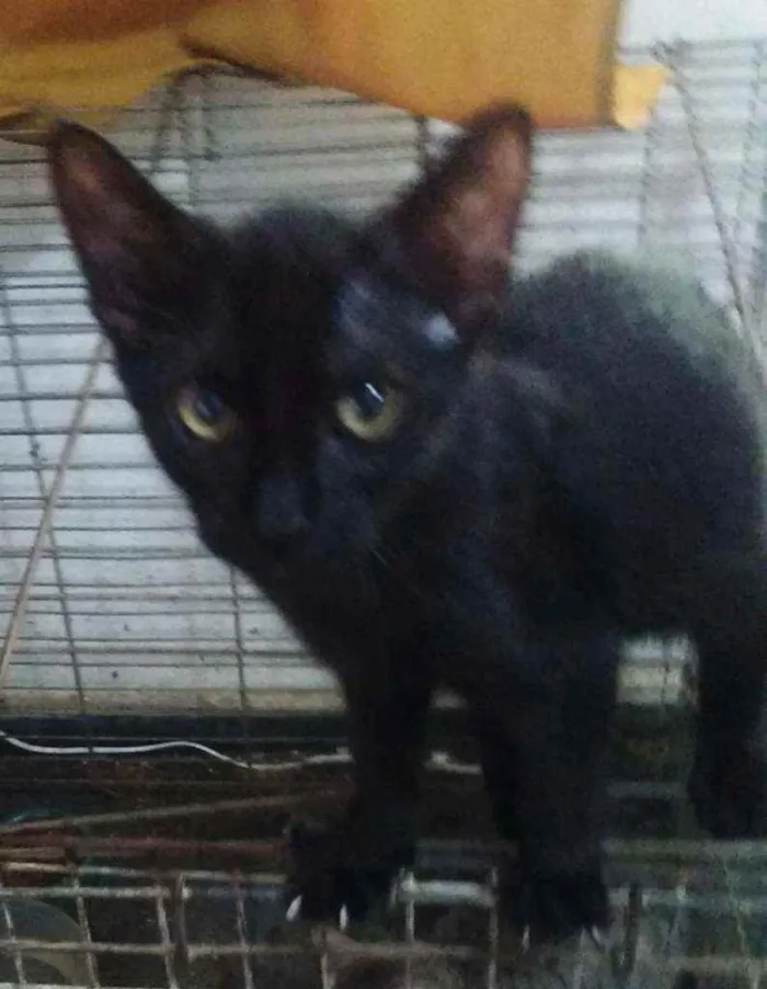 Gato ra a SRD idade 2 a 6 meses nome Baraki