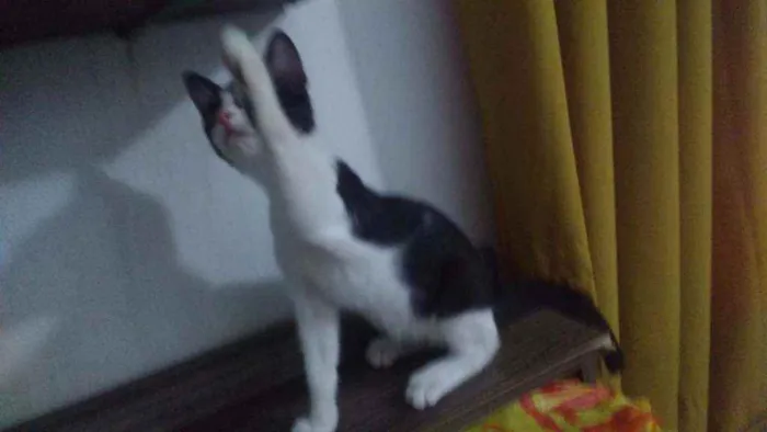 Gato ra a SRD idade  nome Frajola
