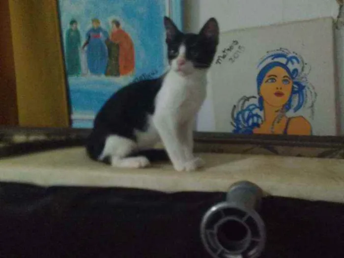 Gato ra a SRD idade  nome Frajola