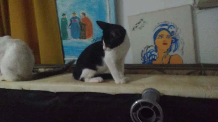 Gato ra a SRD idade  nome Frajola