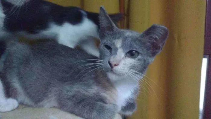 Gato ra a SRD idade 2 a 6 meses nome Shitara